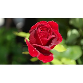 Fototapetas Raudona rožė